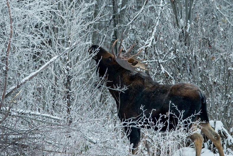 Превью